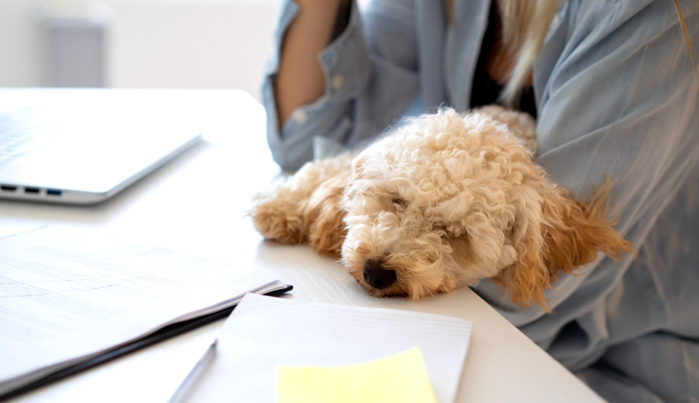 Pet therapy in azienda - Thesis 4u 
