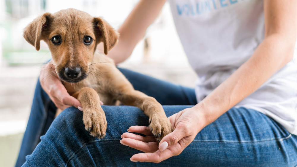 Facoltà per lavorare con gli animali - Thesis 4u