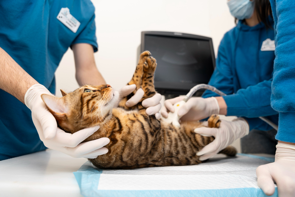 Facoltà per lavorare con gli animali - Thesis 4u